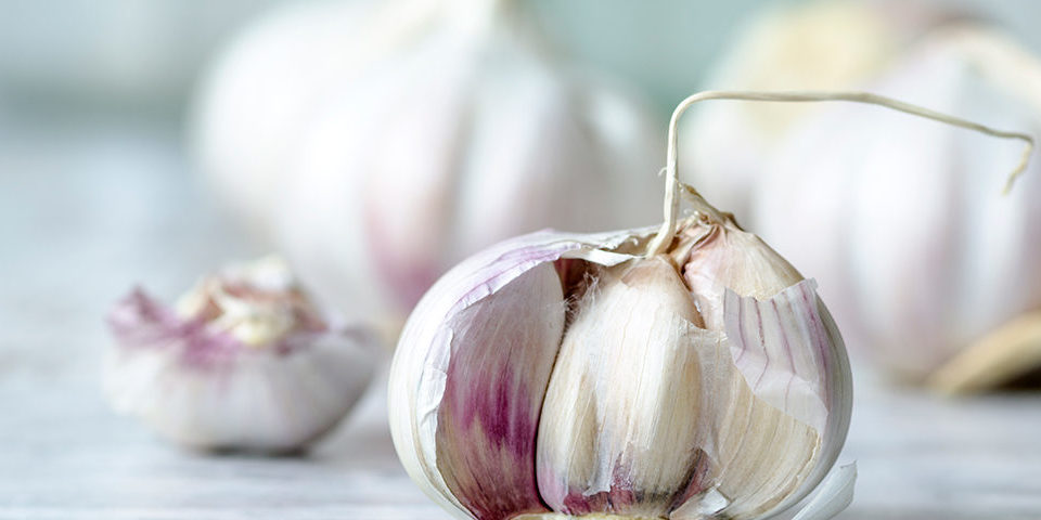 How-Aged-Garlic-can