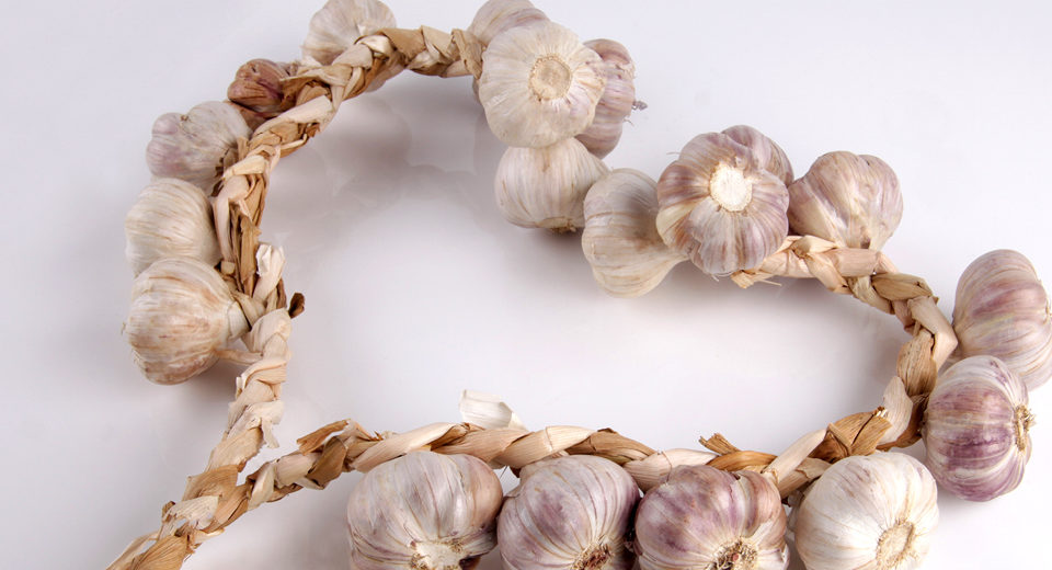 Garlic Reverses Heart Disease