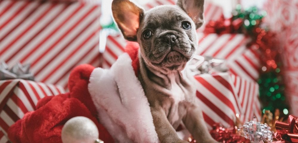 French Bulldog in a Santa Hat