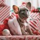 French Bulldog in a Santa Hat