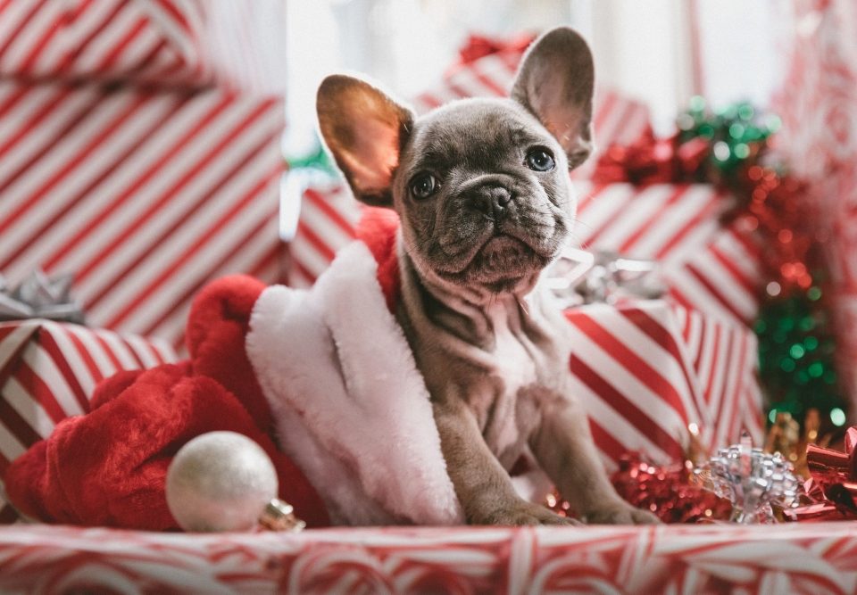 French Bulldog in a Santa Hat